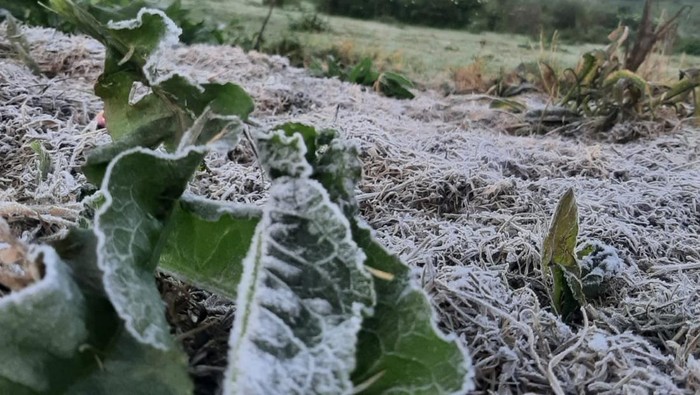 Embun Es Dieng Muncul Berturut-turut, Suhu Minus 1,2 Derajat Celsius